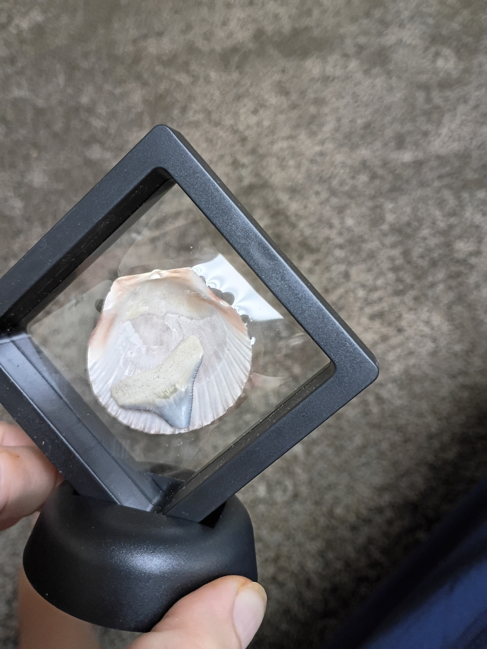 Fossilized Shark Tooth